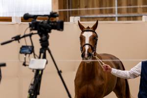 Antoine CZERWINSKI - ANTOINE CZERWINSKI